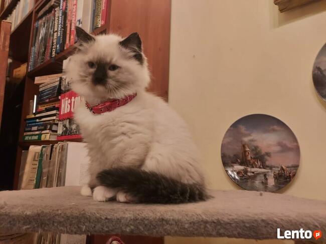 RagdollRodowód WCF/PZF legalna hodowla/odbiór 08/2023