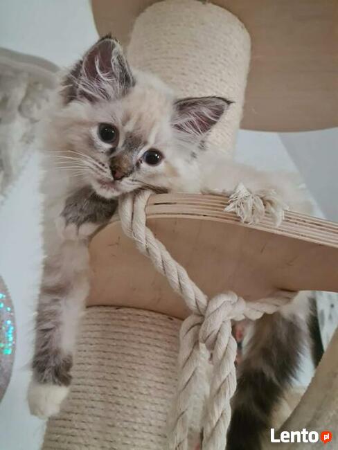 RagdollRodowód WCF/PZF legalna hodowla/odbiór 08/2023