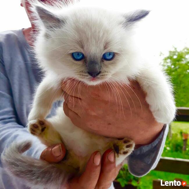 RagdollRodowód WCF/PZF legalna hodowla/odbiór 08/2023