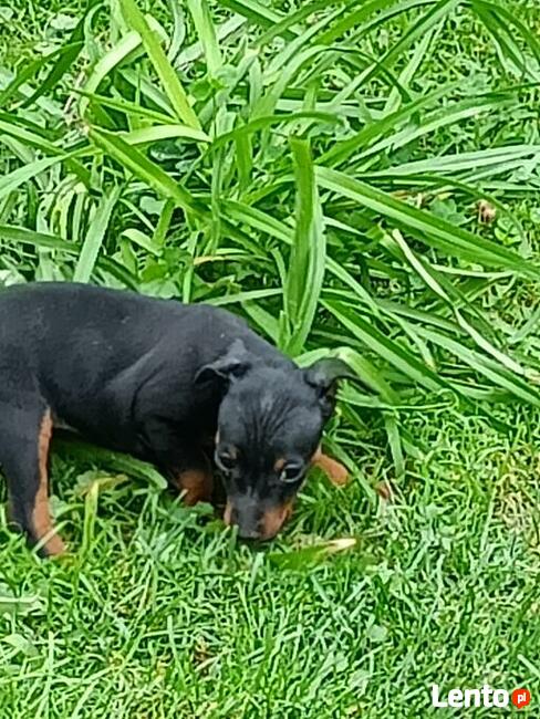 Pinczer miniaturowy- do odbioru