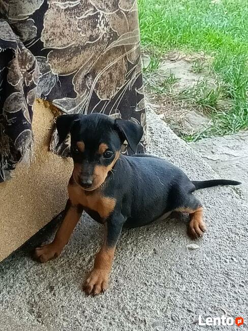 Pinczer miniaturowy- do odbioru