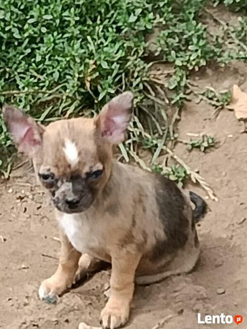 Chihuahua MINI -pieski do odbioru