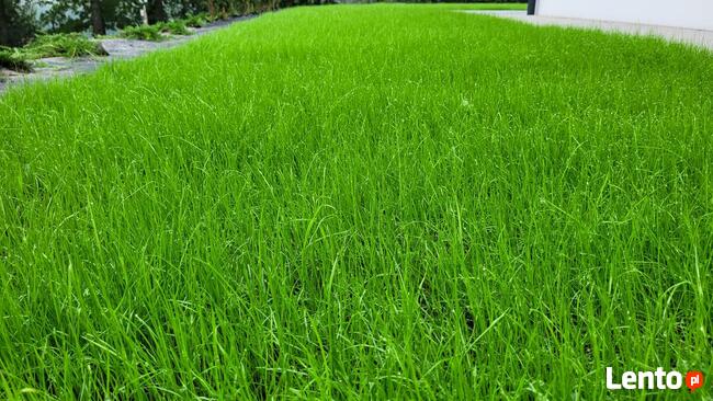 OGRODY SZPAKOWSKI. ZAKŁADANIE i PIELĘGNACJA OGRODÓW.