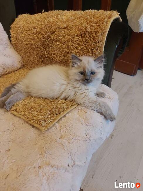 RagdollRodowód WCF/PZF legalna hodowla/odbiór 08/2023