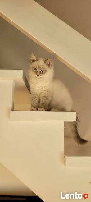 RagdollRodowód WCF/PZF legalna hodowla/odbiór 08/2023