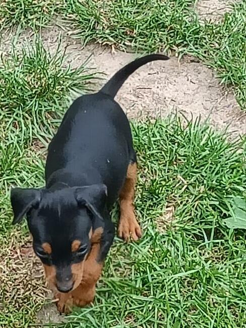 Pinczer miniaturowy- do odbioru