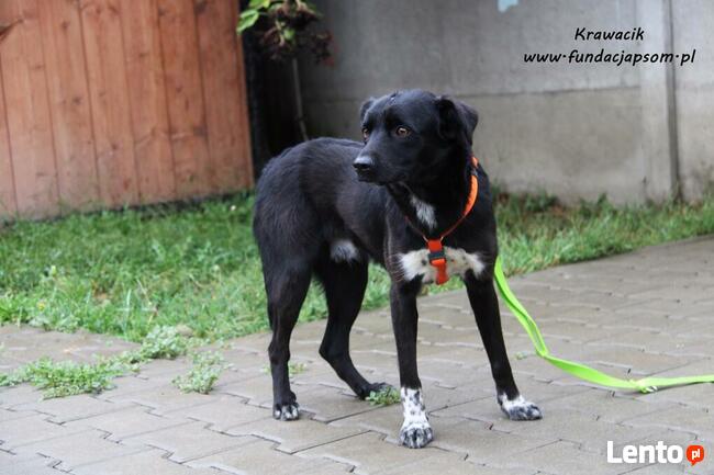 Krawacik - spokojny piesek