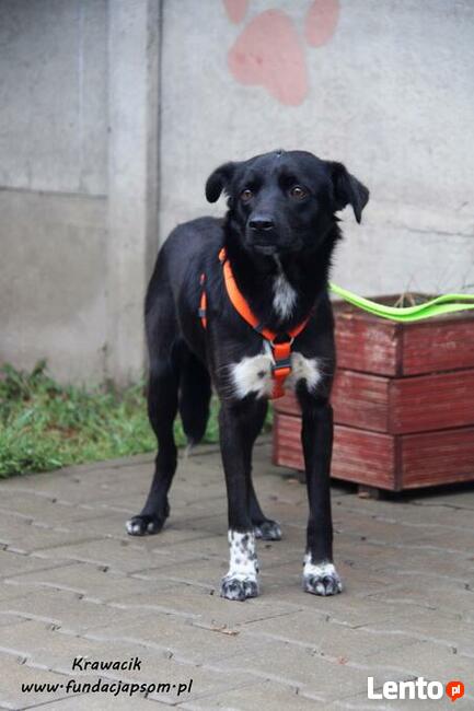 Krawacik - spokojny piesek