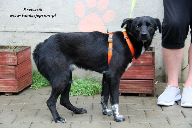 Krawacik - spokojny piesek