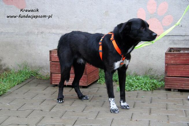 Krawacik - spokojny piesek