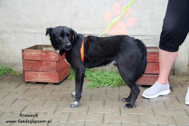 Krawacik - spokojny piesek