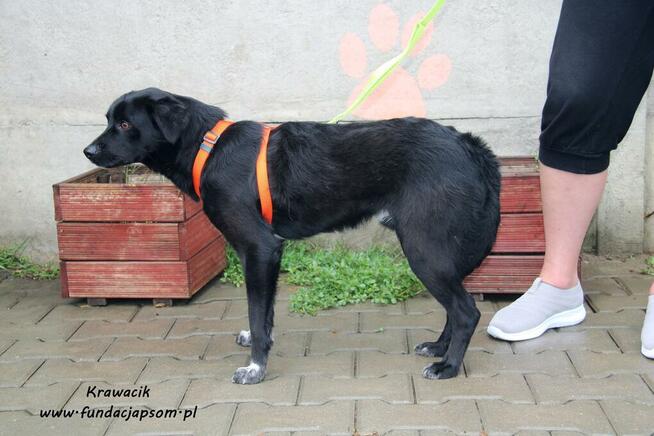 Krawacik - spokojny piesek