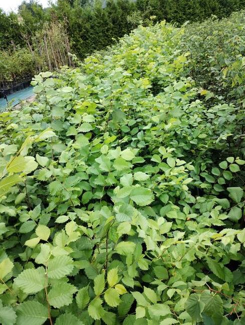 Wiąz szypułkowy sadzonki w doniczkach Ulmus laevis