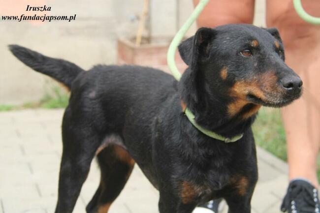 Iruszka dorosła suczka szuka domu