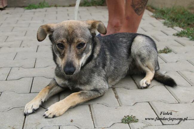 Fiołek Młody piesek szuka domu