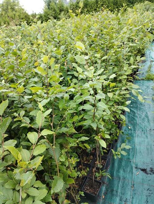Grab pospolity sadzonki 100cm w doniczkach Carpinus betulus