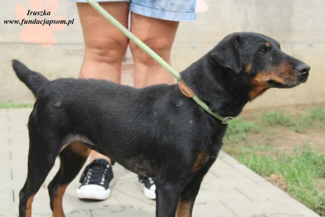 Iruszka dorosła suczka szuka domu