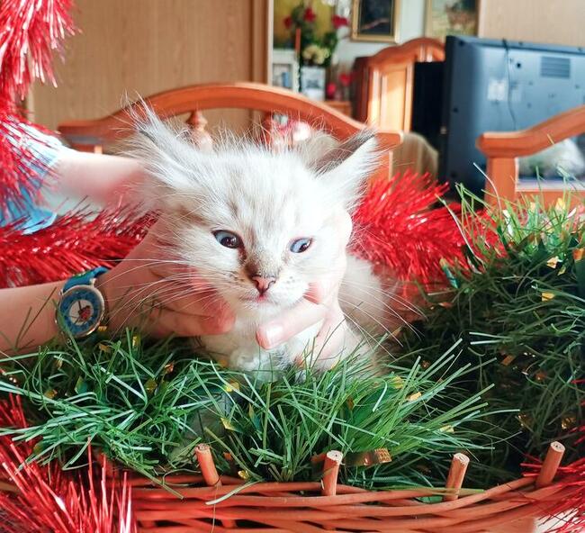 Piękne kocięta Ragdoll Rumia