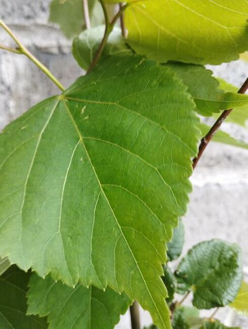 Lipa drobnolistna sadzonki w doniczkach Tilia cordata