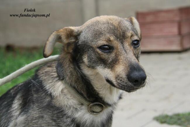 Fiołek Młody piesek szuka domu