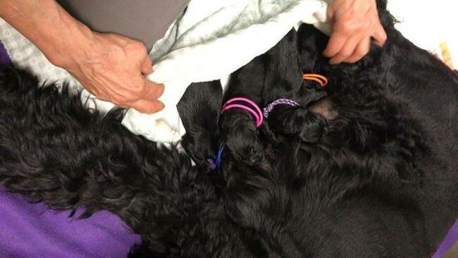 Sznaucer olbrzym czarny