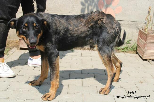 Felek wesoły pies szuka domu