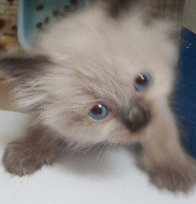 Piękne kocięta Ragdoll Rumia