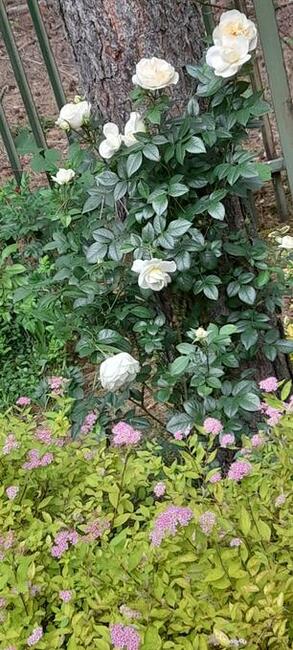 Dom nad Zalewem Zegrzynskim