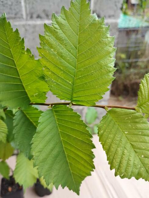 Wiąz szypułkowy sadzonki w doniczkach Ulmus laevis