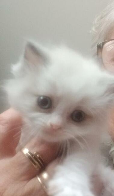 Piękne kocięta Ragdoll Rumia