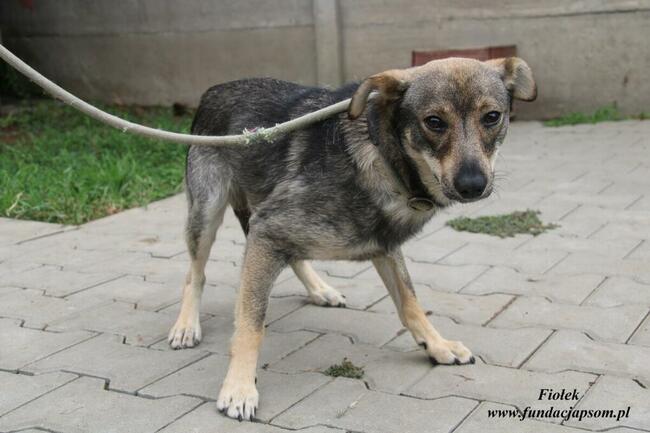 Fiołek Młody piesek szuka domu