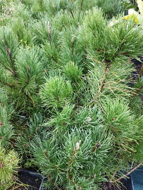 Kosodrzewina sadzonki w doniczkach Pinus mugo