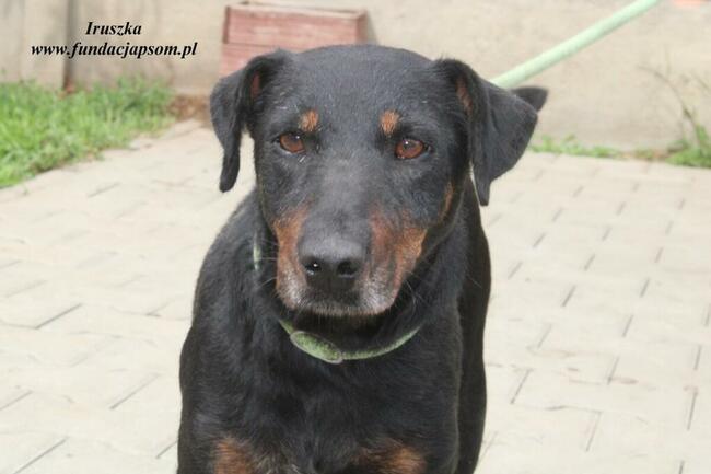 Iruszka dorosła suczka szuka domu