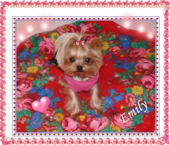 York, yorkshire terrier!Elitarny reproduktor micro, małopolska