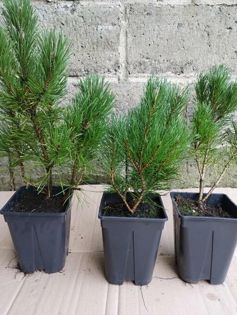 Kosodrzewina sadzonki w doniczkach Pinus mugo