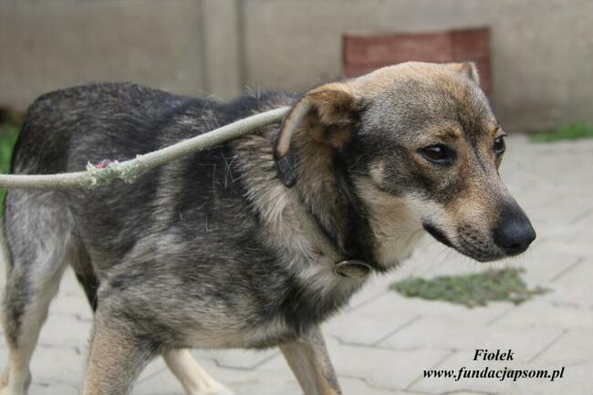 Fiołek Młody piesek szuka domu