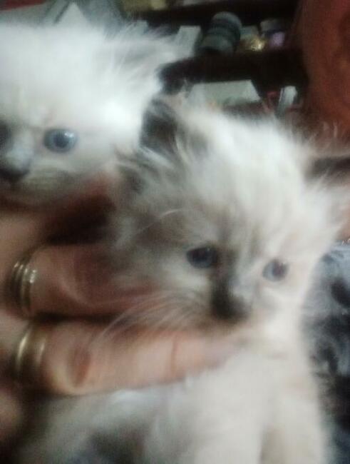 Piękne kocięta Ragdoll Rumia