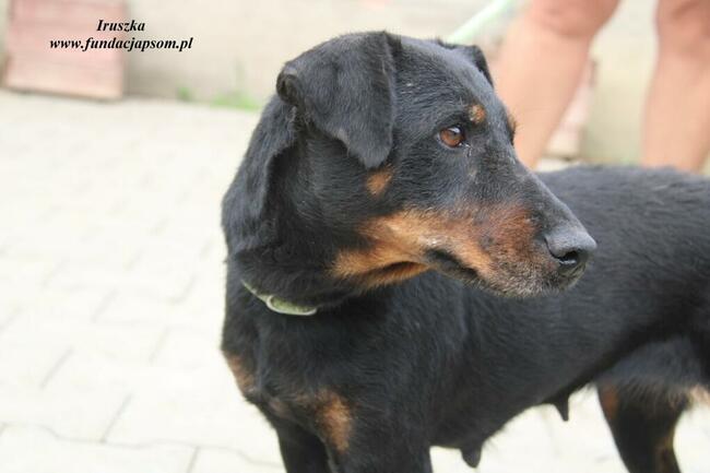 Iruszka dorosła suczka szuka domu
