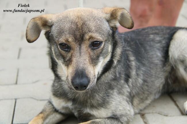 Fiołek Młody piesek szuka domu