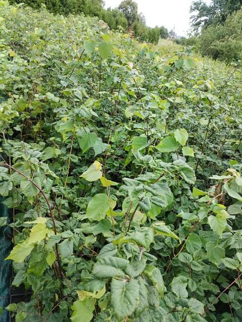 Lipa drobnolistna sadzonki w doniczkach Tilia cordata