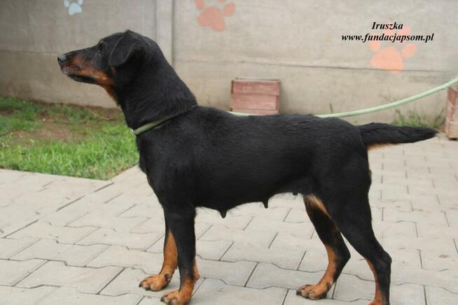 Iruszka dorosła suczka szuka domu