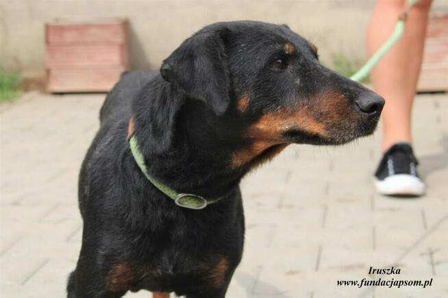 Iruszka dorosła suczka szuka domu