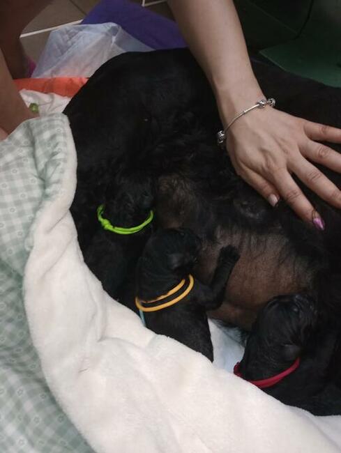 Sznaucer olbrzym czarny