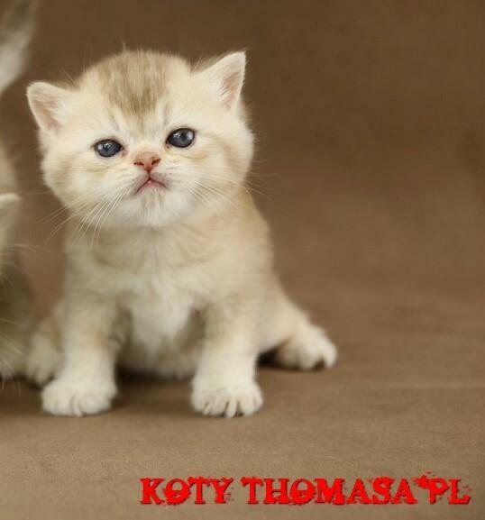 Kocurek Brytyjski Srebrno Czekoladowy