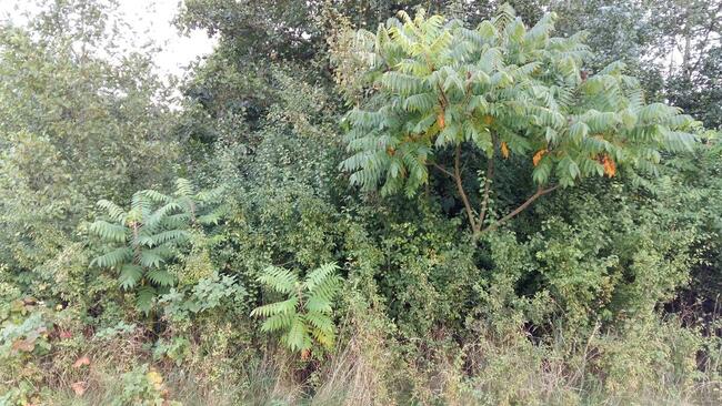 Sprzedam działkę w okolicy Pułtuska