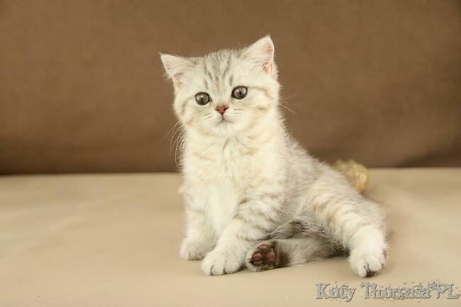 Kocurek Brytyjski Srebrno Czekoladowy