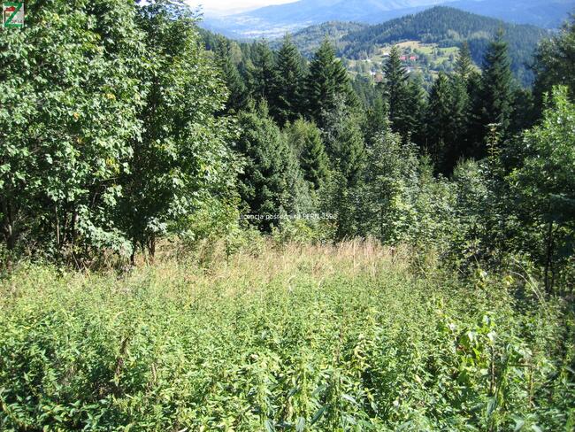 Działka rolna ZAWOJA gm. Gm. Zawoja