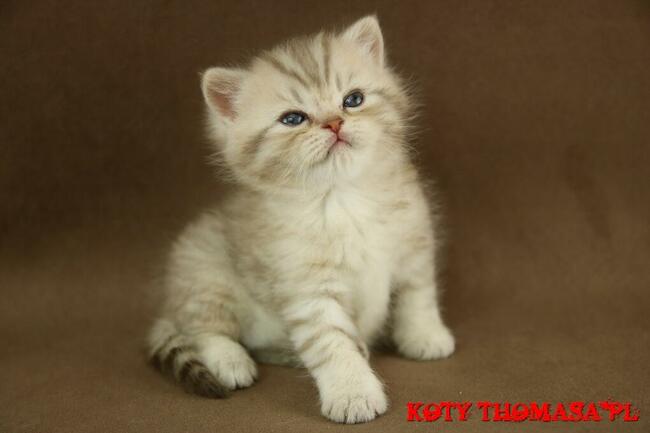 Kocurek Brytyjski Srebrno Czekoladowy