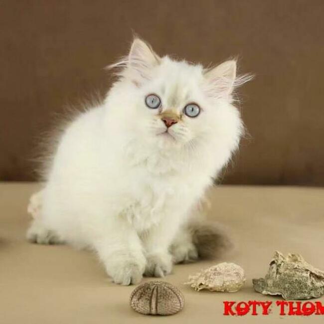 Kocurek Brytyjski Srebrno Czekoladowy