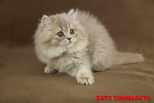 Kocurek Brytyjski gotowy do odbioru